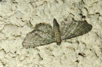 Eupithecia haworthiata