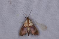 Agrotera nemoralis