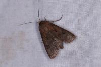 Agrotis exclamationis