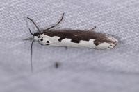 Ethmia bipunctella