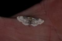 Idaea filicata