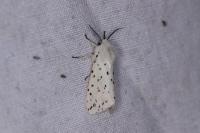 Spilosoma lubricipeda