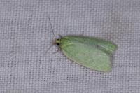 Tortrix viridana