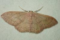 Idaea eugeniata