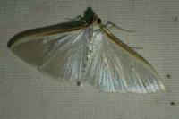 Palpita vitrealis