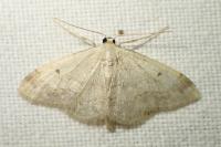 Idaea biselata