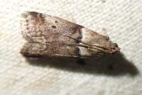 Acrobasis sodalella