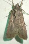 Agrotis segetum