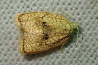 Acleris forsskaleana