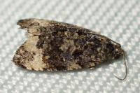 Apotomis capreana