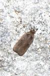 Agonopterix ciliella