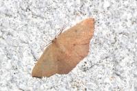 Cyclophora puppillaria