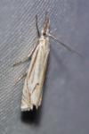 Crambus lathoniellus