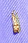 Catoptria falsella