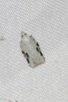 Acleris kochiella