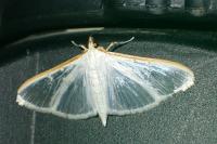 Palpita vitrealis