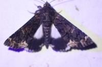 Catephia alchymista