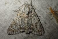 Acronicta aceris