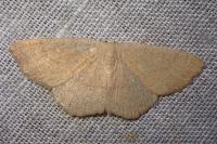 Cyclophora ruficiliaria