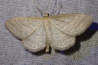 Idaea macilentaria