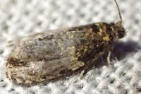 Celypha cespitana