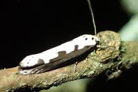 Ethmia bipunctella