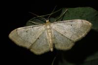 Idaea politaria