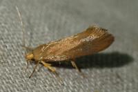 Crassa unitella