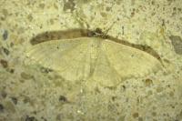 Idaea subsericeata