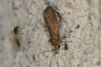 Crassa unitella