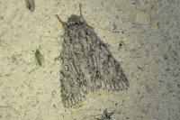 Acronicta aceris