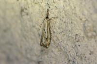 Catoptria falsella