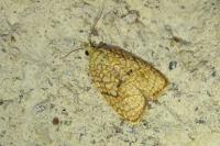 Acleris forsskaleana