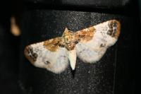 Eupithecia breviculata