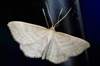 Idaea subsericeata