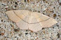 Cyclophora linearia