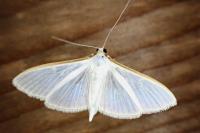 Palpita vitrealis