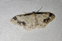 Idaea trigeminata