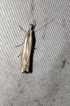 Crambus pascuella