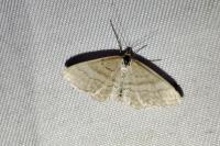 Idaea macilentaria