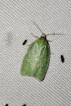 Tortrix viridana