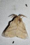 Malacosoma neustria