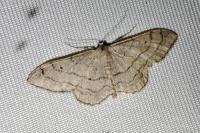 Idaea aversata