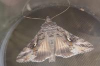 Autographa gamma