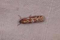 Acrobasis porphyrella