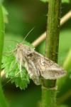 Autographa gamma