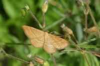 Idaea ochrata