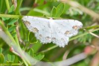 Scopula ornata