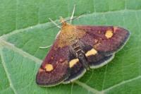 Pyrausta aurata