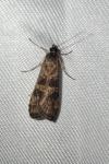 Nomophila noctuella